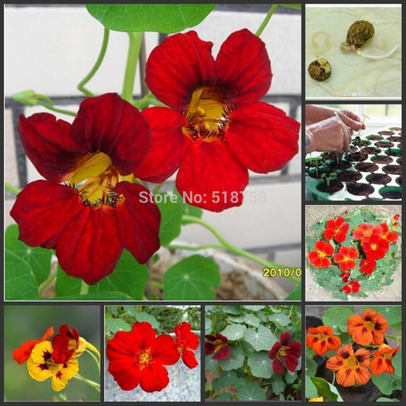 100% Genuine!!! 10pcs Fresh Colorful Tropaeolum majus Nasturtium OoEasy PSe-edsing flower Oo(15-F0021)1, Brown
100% Genuine!!! 10pcs Fresh Colorful Tropaeolum majus Nasturtium OoEasy PSe-edsing flower Oo(15-F0021)1, Brown