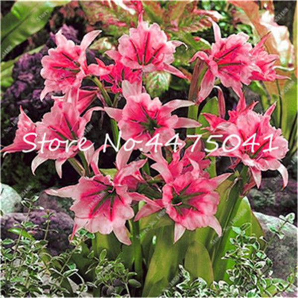 100 Pcs seeds Rare Spider Lily Bonsai,Lily Flower,Perfume Lilium Plants, Faint Scent ,Bonsai Pots Plant For Home & Garden Decoration Natural Growth Variety of Colors
100 Pcs seeds Rare Spider Lily Bonsai,Lily Flower,Perfume Lilium Plants, Faint Scent ,Bonsai Pots Plant For Home & Garden Decoration Natural Growth Variety of Colors