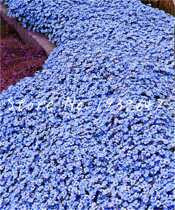 100 Pcs seeds Creeping Thyme Bonsai Flower Rock Cress Ground Cover Plant Carpet Evergreen Grass,Indoor Miniature Garden Natural Growth Variety of Colors
100 Pcs seeds Creeping Thyme Bonsai Flower Rock Cress Ground Cover Plant Carpet Evergreen Grass,Indoor Miniature Garden Natural Growth Variety of Colors