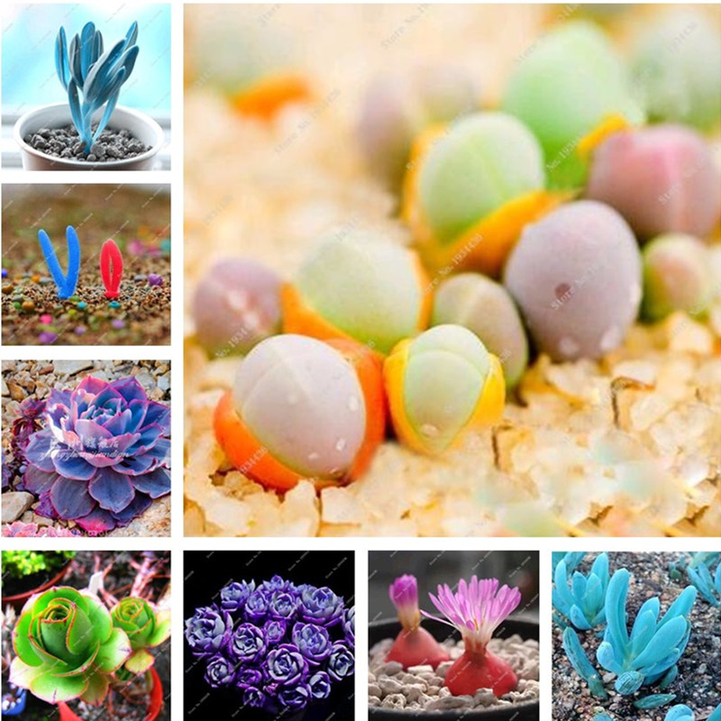 200pcs seeds / bag Rare Mix Lithops Pseudotruncatella Living Stone Potted Succulent Planter Bonsai Garden-plants Flower Pot Purify The Air Absorb Harmful Gases
200pcs seeds / bag Rare Mix Lithops Pseudotruncatella Living Stone Potted Succulent Planter Bonsai Garden-plants Flower Pot Purify The Air Absorb Harmful Gases