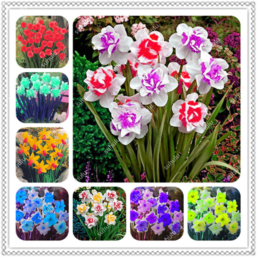 100 Pcs seeds Narcissus Flower Bonsai,Aquatic Double Petals Pink Daffodil Flower Bonsai Plant For Home Garden Absorption Radiation Natural Growth Variety of Colors
100 Pcs seeds Narcissus Flower Bonsai,Aquatic Double Petals Pink Daffodil Flower Bonsai Plant For Home Garden Absorption Radiation Natural Growth Variety of Colors
