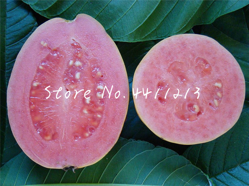 100 pcs seeds Bonsai Guava Psidium guajava Bonsai fruit tree Perennial tropics potted plants for home mini garden plants planting Organic Non-GMO Delicious Tasty
100 pcs seeds Bonsai Guava Psidium guajava Bonsai fruit tree Perennial tropics potted plants for home mini garden plants planting Organic Non-GMO Delicious Tasty
