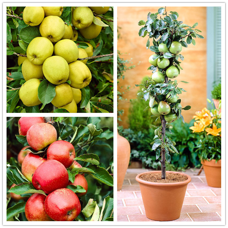 Garden Decorations 20pcs Apple Flower Seeds for Bonsai Plants Delicious Tasty Organic Non-GMO Fast Growing Planting Season Aerobic Potted The Germination Rate 95%
Garden Decorations 20pcs Apple Flower Seeds for Bonsai Plants Delicious Tasty Organic Non-GMO Fast Growing Planting Season Aerobic Potted The Germination Rate 95%
