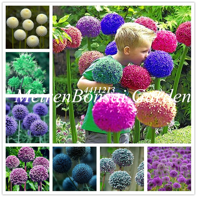 Garden Supplies 100 Pcs seeds Giant Allium Giganteum Beautiful Flower bonsai Plant The Grass Fresh Showy The Budding Rate 95% Aerobic Potted Rare Fower for Children
Garden Supplies 100 Pcs seeds Giant Allium Giganteum Beautiful Flower bonsai Plant The Grass Fresh Showy The Budding Rate 95% Aerobic Potted Rare Fower for Children