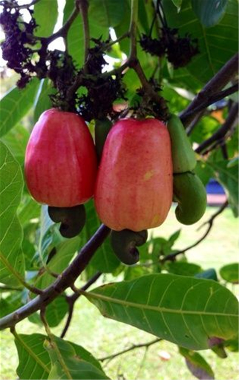 20pcs cashew Flower Seeds for Patio Lawn Garden Supplies Bonsai Plants Organic Non-GMO Juicy Delicious Tasty Fast Growing Planting Season The Germination Rate 95%
20pcs cashew Flower Seeds for Patio Lawn Garden Supplies Bonsai Plants Organic Non-GMO Juicy Delicious Tasty Fast Growing Planting Season The Germination Rate 95%
