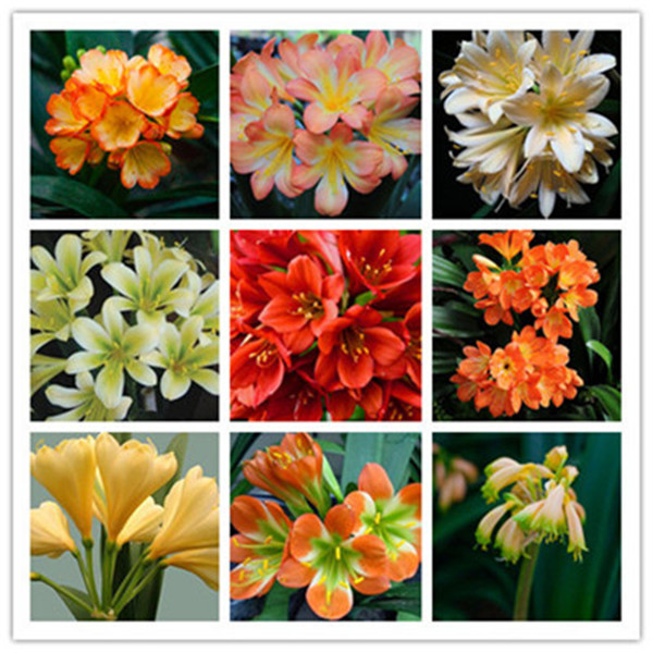 100pcs Clivia Flower Fresh Seeds for Patio Lawn Garden Supplies Bonsai Plants The Germination Rate 95% Decorative Landscaping Natural Growth Variety of Colors
100pcs Clivia Flower Fresh Seeds for Patio Lawn Garden Supplies Bonsai Plants The Germination Rate 95% Decorative Landscaping Natural Growth Variety of Colors