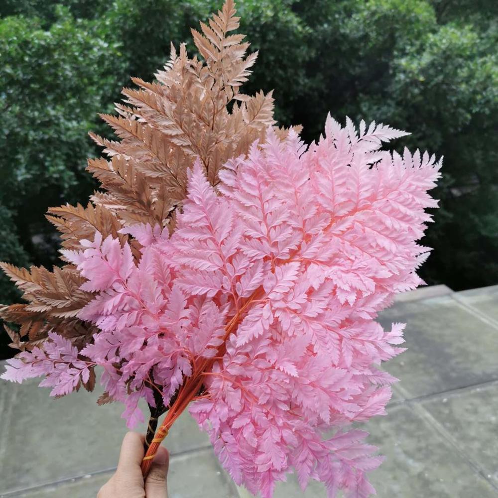 10pcs/lot,Natural Fresh Preserved Fiddlehead Ferns,Eternal Soft Pole Flower Leaves for Wedding Party Home Decoration Accessories Q1126
10pcs/lot,Natural Fresh Preserved Fiddlehead Ferns,Eternal Soft Pole Flower Leaves for Wedding Party Home Decoration Accessories Q1126