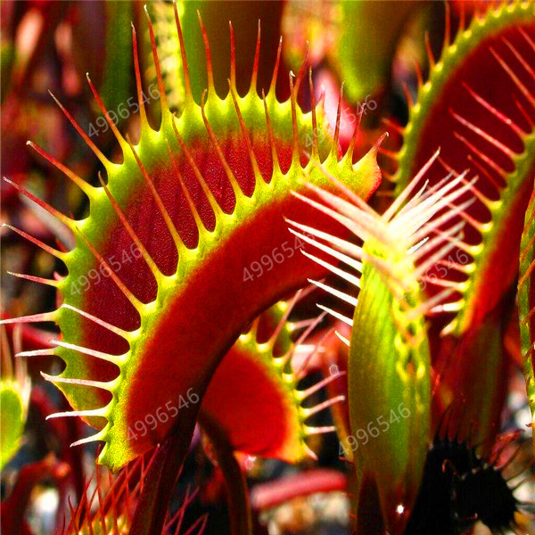 100pcs Venus flytrap seeds Showy Fast Growing Planting Season Purify The Air Absorb Harmful Gases Natural Growth Variety of Colors All for a summer residence
100pcs Venus flytrap seeds Showy Fast Growing Planting Season Purify The Air Absorb Harmful Gases Natural Growth Variety of Colors All for a summer residence