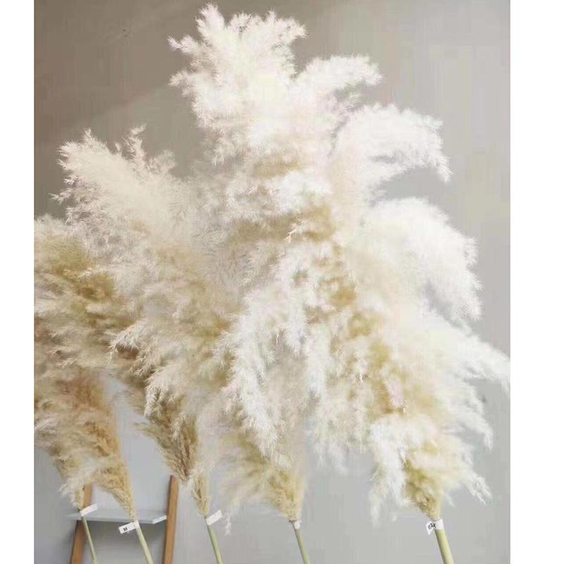 white Natural Reed Dried Flower Big Pampas Grass Bouquet Wedding Flower Ceremony Decoration Modern Home Decoration, Lucai
white Natural Reed Dried Flower Big Pampas Grass Bouquet Wedding Flower Ceremony Decoration Modern Home Decoration, Lucai