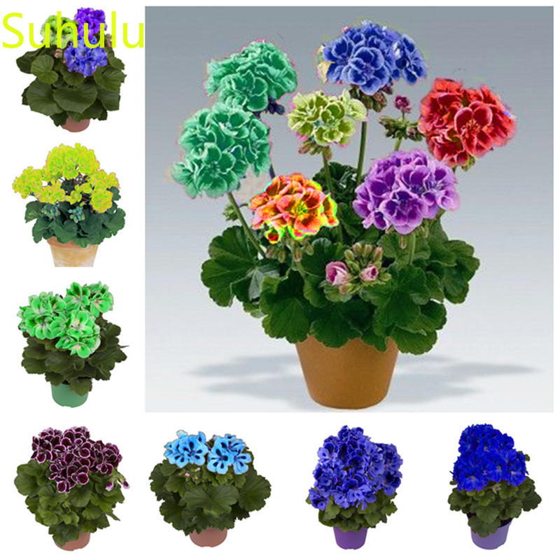 New Arrival 100pcs geranium Seeds Perennial Evergreen Flower , Houseplant Home Garden Potted Indoor Balcony & Courtyard Plant for Home Garden
New Arrival 100pcs geranium Seeds Perennial Evergreen Flower , Houseplant Home Garden Potted Indoor Balcony & Courtyard Plant for Home Garden