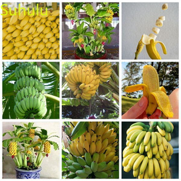 New Variety 100pcs Banana Seeds Garden Indoor Flowers The Budding Rate 95% Balcony & Courtyard Purifying Air Bonsai Plant
New Variety 100pcs Banana Seeds Garden Indoor Flowers The Budding Rate 95% Balcony & Courtyard Purifying Air Bonsai Plant