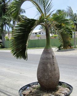 10pcs Bottle Palm Tree Flower Seeds Bonsai Rare Plants for The Garden Attractive Impressive Suitable for Planting in Russia Beautifying And Air Purification
10pcs Bottle Palm Tree Flower Seeds Bonsai Rare Plants for The Garden Attractive Impressive Suitable for Planting in Russia Beautifying And Air Purification