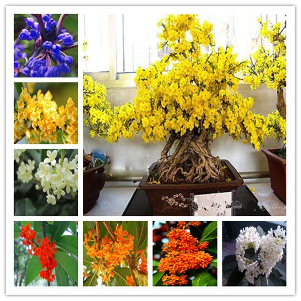 Garden Decorations 10pcs Sweet scented fragrans Osmanthus Flower Seeds for Bonsai Plants Natural Growth All for a summer residence Fresh Absorb Harmful Gases
Garden Decorations 10pcs Sweet scented fragrans Osmanthus Flower Seeds for Bonsai Plants Natural Growth All for a summer residence Fresh Absorb Harmful Gases