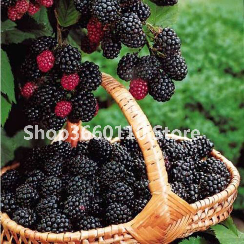 100pcs seeds Sweet fruit plants Black Berry Giant Blackberries Triple Crown Bitki Bonsai Blackberry Heirloom The Germination Rate 95%Delicious Tasty Juicy
100pcs seeds Sweet fruit plants Black Berry Giant Blackberries Triple Crown Bitki Bonsai Blackberry Heirloom The Germination Rate 95%Delicious Tasty Juicy