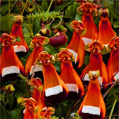 Garden Decorations 100PCS calceolaria Flower Seeds Bonsai Rare Plant for Home Courtyard Planting Radiation Protection
Garden Decorations 100PCS calceolaria Flower Seeds Bonsai Rare Plant for Home Courtyard Planting Radiation Protection
