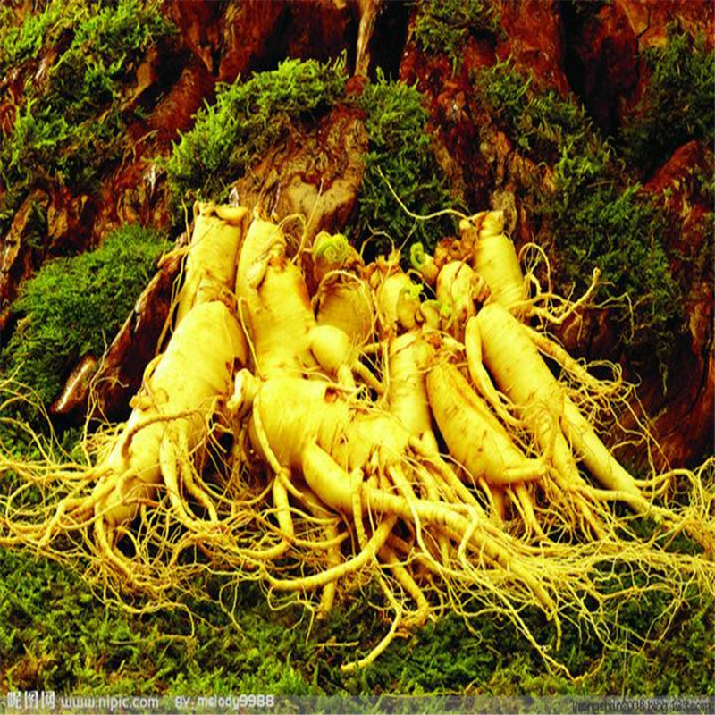 100 Pcs seeds Ginseng Garden Supplies All for a summer residence Organic Non-GMO Delicious Tasty Decorative Landscaping Aerobic Potted Radiation Potted
100 Pcs seeds Ginseng Garden Supplies All for a summer residence Organic Non-GMO Delicious Tasty Decorative Landscaping Aerobic Potted Radiation Potted
