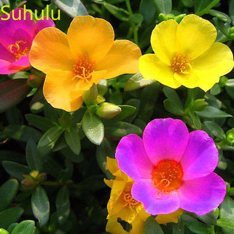 New Arrival (02BA179)1000pcs Sun flower Seeds Perennial Evergreen Flower , Houseplant Home Garden Potted Indoor Balcony & Courtyard
New Arrival (02BA179)1000pcs Sun flower Seeds Perennial Evergreen Flower , Houseplant Home Garden Potted Indoor Balcony & Courtyard