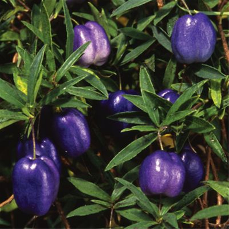 100pcs seeds Exotic Stratified Mulberry Fruit Apple Apple Berry Bonsai Fruit Tree Home Garden Plant Easy To Grow Delicious Fast Growing Plan
100pcs seeds Exotic Stratified Mulberry Fruit Apple Apple Berry Bonsai Fruit Tree Home Garden Plant Easy To Grow Delicious Fast Growing Plan