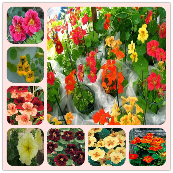 50pcs Nasturtium Showy Flower Seeds for Patio Lawn Garden Supplies Bonsai Plants Natural Growth Variety of Colors Decorative Landscaping The Germination Rate 95%
50pcs Nasturtium Showy Flower Seeds for Patio Lawn Garden Supplies Bonsai Plants Natural Growth Variety of Colors Decorative Landscaping The Germination Rate 95%