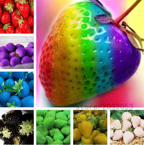 100pcs Rare strawberry plants seeds, Giant Organic fruit vegetable flowers Non GMO-bonsai pot for home garden Decorative Landscaping The Germination Rate 95%
100pcs Rare strawberry plants seeds, Giant Organic fruit vegetable flowers Non GMO-bonsai pot for home garden Decorative Landscaping The Germination Rate 95%