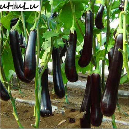 New Variety 100PCS Eggplant Seeds Garden Indoor Flowers Balcony & Courtyard Purifying Air Bonsai Plant The Germination Rate 95%