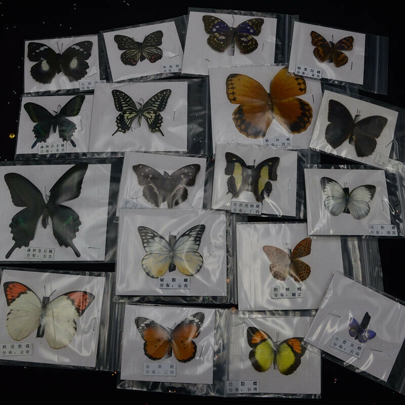10Pcs Natural Unmounted Rhopalocera / Le Papillon / Butterfly Specimen Artwork Material Decor 201125
10Pcs Natural Unmounted Rhopalocera / Le Papillon / Butterfly Specimen Artwork Material Decor 201125