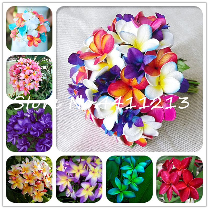 100 Pcs seeds Color Plumeria Bonsai Perennial flores Decoration Romance Egg Flowers Bonsai Plant Home Garden Decor Natural Growth Variety of Colors Aerobic Potted
100 Pcs seeds Color Plumeria Bonsai Perennial flores Decoration Romance Egg Flowers Bonsai Plant Home Garden Decor Natural Growth Variety of Colors Aerobic Potted