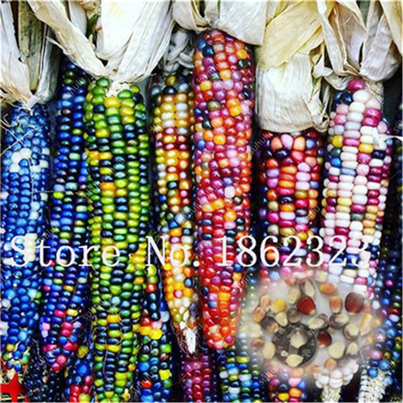 20 pcs Corn seeds Organic Non-GMO Delicious Tasty Natural Growth Purify The Air Absorb Harmful Gases Decorative Landscaping Aerobic Potted Radiation Protection 
20 pcs Corn seeds Organic Non-GMO Delicious Tasty Natural Growth Purify The Air Absorb Harmful Gases Decorative Landscaping Aerobic Potted Radiation Protection