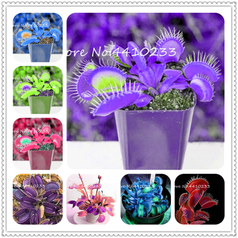 100 Pcs seeds Multifarious Nepenthes Carnivorous Bonsai, Dionaea Muscipula Giant Clip Venus Flytrap Plant Flytrap Terrace Garden Natural Gro
100 Pcs seeds Multifarious Nepenthes Carnivorous Bonsai, Dionaea Muscipula Giant Clip Venus Flytrap Plant Flytrap Terrace Garden Natural Gro