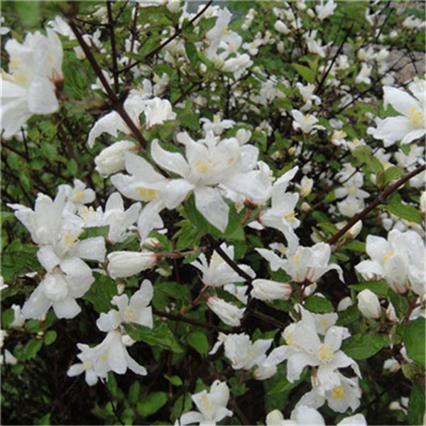 100pcs Gardenia Flower Seeds Bonsai Rare Plants for The Garden The Germination Planting Season Rate 95% Beautifying And Air Purification All for a summer residence
100pcs Gardenia Flower Seeds Bonsai Rare Plants for The Garden The Germination Planting Season Rate 95% Beautifying And Air Purification All for a summer residence
