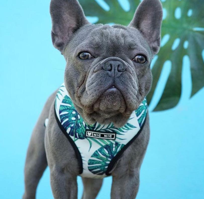 Dog Accessories Mascotas Personalised Collar Dog Harness Chien Szelki Dla Psa Breathable Mesh Leash for Small and Medium Dogs
Dog Accessories Mascotas Personalised Collar Dog Harness Chien Szelki Dla Psa Breathable Mesh Leash for Small and Medium Dogs