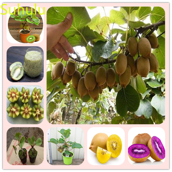 New Variety Flowerpots Flower Street 100pcs Actinidia kiwi Seeds Garden Indoor Flowers Balcony & Courtyard Purifying Air Bonsai Plant
New Variety Flowerpots Flower Street 100pcs Actinidia kiwi Seeds Garden Indoor Flowers Balcony & Courtyard Purifying Air Bonsai Plant