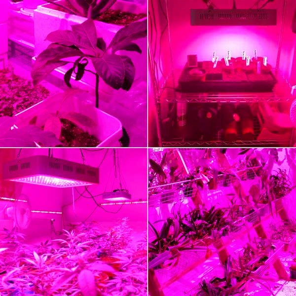 high quality 2000W Dual Chips 380-730nm Full Light Spectrum LED Plant Growth Lamp White Indoor LED Grow Lights
high quality 2000W Dual Chips 380-730nm Full Light Spectrum LED Plant Growth Lamp White Indoor LED Grow Lights