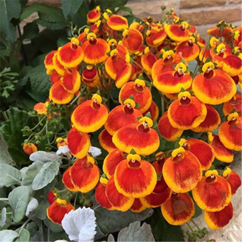100pcs Calceolaria Flower Seeds for Bonsai Plants All for a summer residence Garden Decorations Purify The Air Absorb Harmful Gases Fast Growing Planting Season
100pcs Calceolaria Flower Seeds for Bonsai Plants All for a summer residence Garden Decorations Purify The Air Absorb Harmful Gases Fast Growing Planting Season