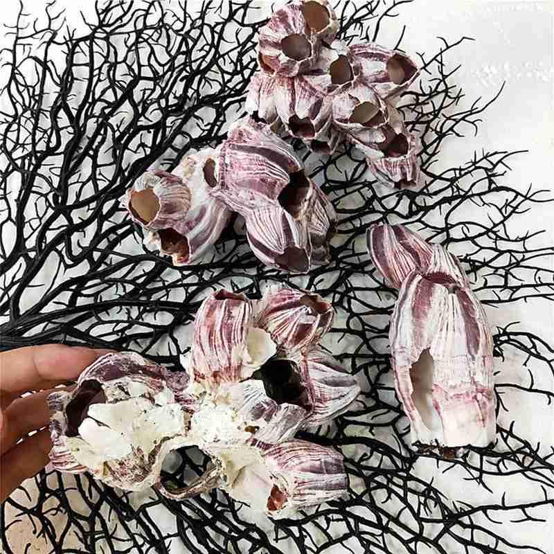Creative Simulation Coral Fish Tank Landscaping Reef Resin Starfish Decoration Aquarium Ornaments
Creative Simulation Coral Fish Tank Landscaping Reef Resin Starfish Decoration Aquarium Ornaments