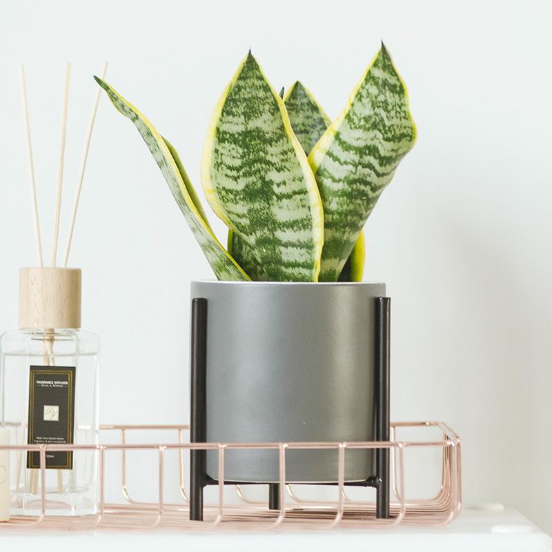 Nordic simple iron ceramic flower pot modern indoor personality creative home succulent green dill flower pot decoration
Nordic simple iron ceramic flower pot modern indoor personality creative home succulent green dill flower pot decoration