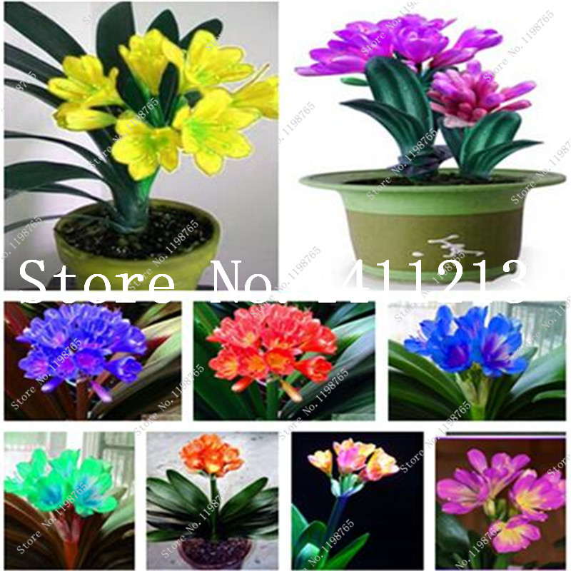 100 pcs seeds Showy Clivia Miniata plant Gorgeous Bonsai Rare Bush lily Flower Bonsai DIY Home Garden With High Ornamental Value Natural Growth Variety of Colors
100 pcs seeds Showy Clivia Miniata plant Gorgeous Bonsai Rare Bush lily Flower Bonsai DIY Home Garden With High Ornamental Value Natural Growth Variety of Colors