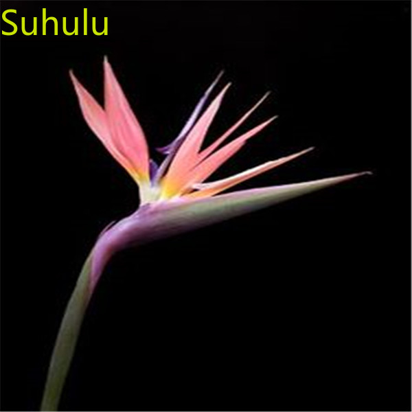 100pcs Strelitzia Reginae Seeds / Pack New Arrive Flower Bonsai Plant Fragrant and Pretty for Courtyard ,Patio, Lawn & Garden
100pcs Strelitzia Reginae Seeds / Pack New Arrive Flower Bonsai Plant Fragrant and Pretty for Courtyard ,Patio, Lawn & Garden