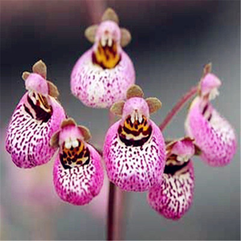 100 Pcs Calceolaria seeds Dicentra Spectabilis Calceolaria Penzai Flower In Home Garden Penzai Beautiful Outdoor Natural Growth Variety of Colors Aerobic Potted
100 Pcs Calceolaria seeds Dicentra Spectabilis Calceolaria Penzai Flower In Home Garden Penzai Beautiful Outdoor Natural Growth Variety of Colors Aerobic Potted
