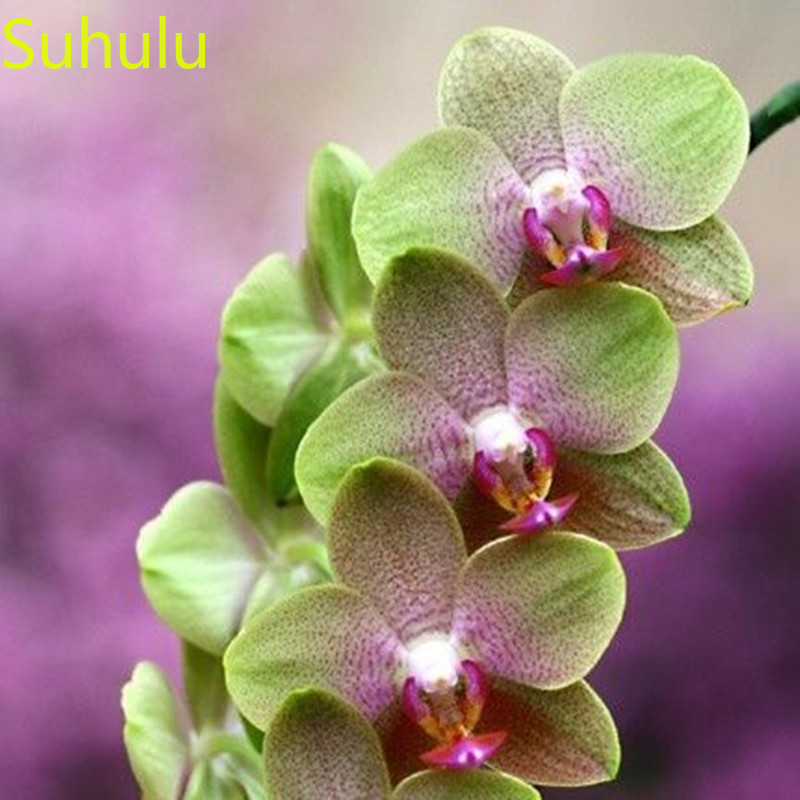 100pcs cymbidium Seeds Garden Flower Variety complete Flower Bonsai Plant High Quality Beautifying And Air Purification
100pcs cymbidium Seeds Garden Flower Variety complete Flower Bonsai Plant High Quality Beautifying And Air Purification