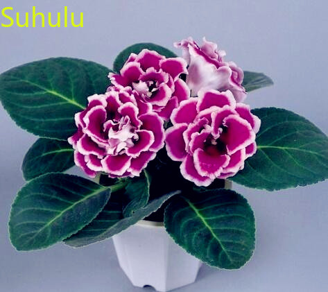 New Variety Light up Your Garden 500pcs Gloxinia Seeds Garden Indoor Flowers Balcony & Courtyard Purifying Air Bonsai Plant
New Variety Light up Your Garden 500pcs Gloxinia Seeds Garden Indoor Flowers Balcony & Courtyard Purifying Air Bonsai Plant