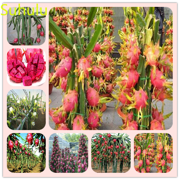 New Variety 100pcs Pitaya dragon fruit Seeds Garden Indoor Flowers Balcony & Courtyard Purifying Air Bonsai Plant
New Variety 100pcs Pitaya dragon fruit Seeds Garden Indoor Flowers Balcony & Courtyard Purifying Air Bonsai Plant