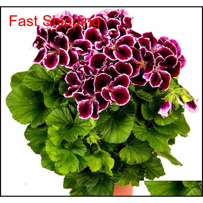 Real Import Geranium Seeds Perennial Bonsai Flower Pelargonium Plants Potted For Garden Deco jllHEm yy_dhhome
Real Import Geranium Seeds Perennial Bonsai Flower Pelargonium Plants Potted For Garden Deco jllHEm yy_dhhome