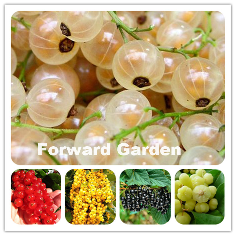 100 Pcs seeds Organic Gooseberry Bonsai, Juicy Lantern Fruit Flores Fresh Perennial Garden Planting Nutrient-Rich Fruit Plantas Variety of C
100 Pcs seeds Organic Gooseberry Bonsai, Juicy Lantern Fruit Flores Fresh Perennial Garden Planting Nutrient-Rich Fruit Plantas Variety of C