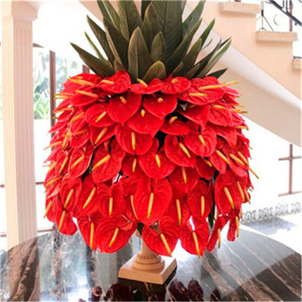 100pcs Anthurium Flower Seeds for Patio Lawn Garden Supplies Decorative Landscaping Natural Growth Variety of Colors Bonsai Plants Fast Growing Planting Season
100pcs Anthurium Flower Seeds for Patio Lawn Garden Supplies Decorative Landscaping Natural Growth Variety of Colors Bonsai Plants Fast Growing Planting Season
