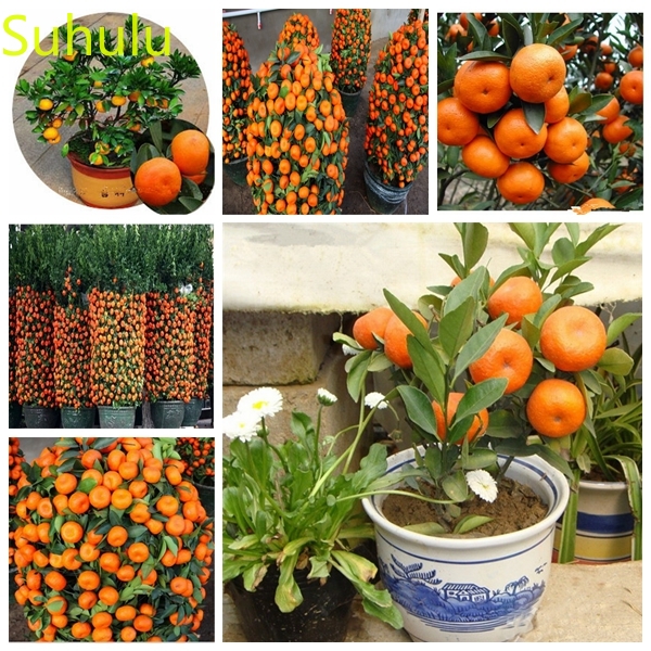 20pcs Tangerine Citrus orange Seeds Garden Flower Variety complete Flower Bonsai Plant High Quality Beautifying And Air Purification
20pcs Tangerine Citrus orange Seeds Garden Flower Variety complete Flower Bonsai Plant High Quality Beautifying And Air Purification
