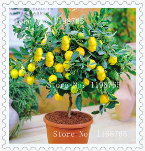 30 Pcs seeds Edible Fruit Meyer Lemon Bonsai, Exotic Citrus Tree Fresh Plants Vegetable Herb Plants Organic Non-GMO Delicious Tasty Aerobic Potted Natural Growth
30 Pcs seeds Edible Fruit Meyer Lemon Bonsai, Exotic Citrus Tree Fresh Plants Vegetable Herb Plants Organic Non-GMO Delicious Tasty Aerobic Potted Natural Growth