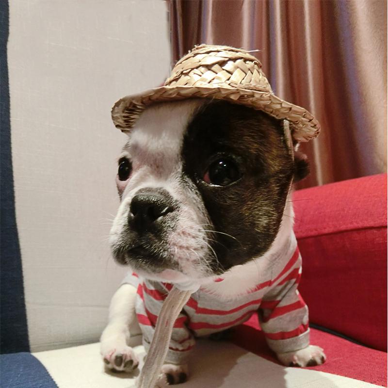 Dog Apparel 2021 Hand Made Straw Hat For Pet Cat Puppy Helmet Supplies Product, White
Dog Apparel 2021 Hand Made Straw Hat For Pet Cat Puppy Helmet Supplies Product, White