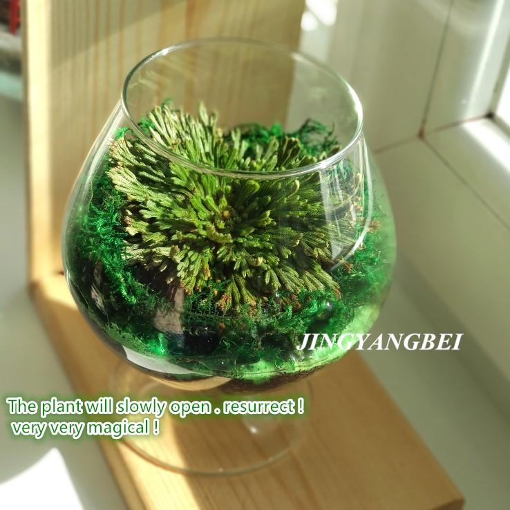 Natural Green Resurrection Grass Selaginella Plants Wedding Flower Bunch for Home Garden Decoration Bonsai Artificial Flower, 01
Natural Green Resurrection Grass Selaginella Plants Wedding Flower Bunch for Home Garden Decoration Bonsai Artificial Flower, 01