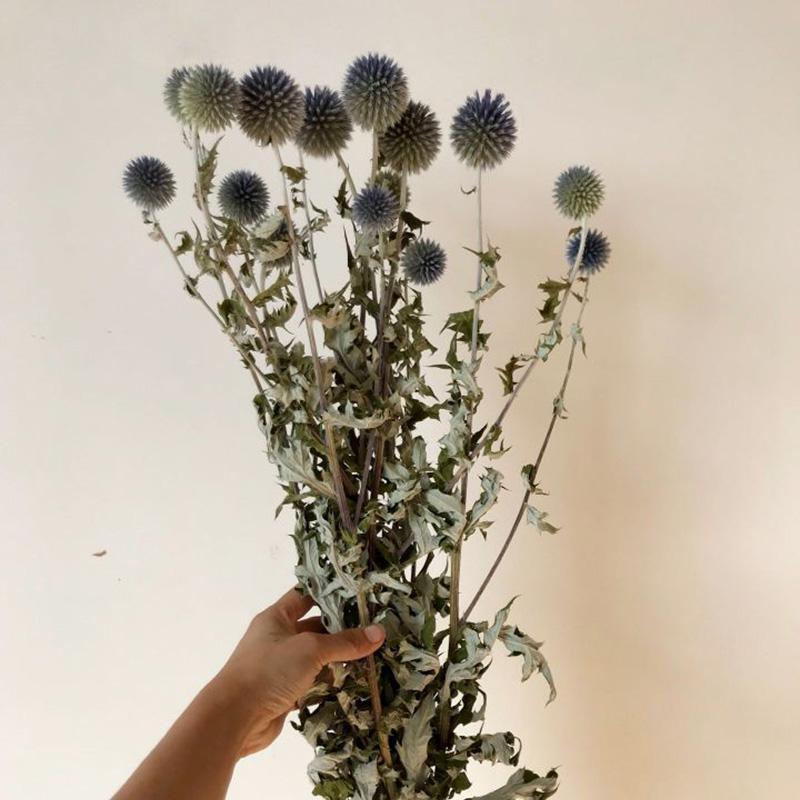 Decorative Flowers & Wreaths 5pcs 22-40cmNaturally Dried Echinops Sphaerocephalus Arrangement Art Home Wedding Party Decoration Flower Bouqu
Decorative Flowers & Wreaths 5pcs 22-40cmNaturally Dried Echinops Sphaerocephalus Arrangement Art Home Wedding Party Decoration Flower Bouqu